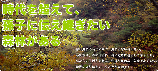 緑の孫基金